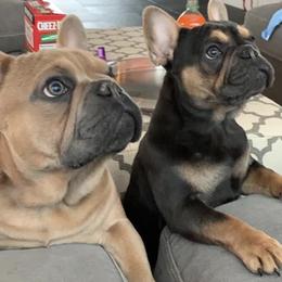 French Bulldog Puppies from Keisha Freeman