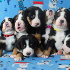 Greater Swiss Mountain Dog and Nederlandse Kooikerhondje Puppies from Ambermoon Kooikerhondje Blackamber Greater Swiss Mountain Dogs