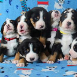 Greater Swiss Mountain Dog and Nederlandse Kooikerhondje Puppies from Ambermoon Kooikerhondje Blackamber Greater Swiss Mountain Dogs