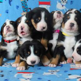Greater Swiss Mountain Dog and Nederlandse Kooikerhondje Puppies from Ambermoon Kooikerhondje Blackamber Greater Swiss Mountain Dogs