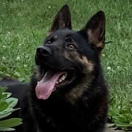 Vasco - German Shepherd