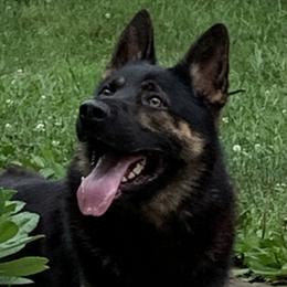 Vasco - German Shepherd
