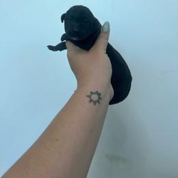 Kona - Black female Great Dane puppy in Miami, Florida from RP DANES