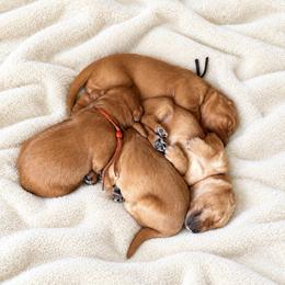 Male 2 - Dark golden male Golden Retriever puppy in Rainier, Washington from Hanson’s NW Goldens & Doodles