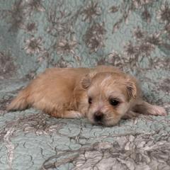 Xala - White female Mi-Ki puppy in Prospect Heights, Illinois from Metro Mi-kis