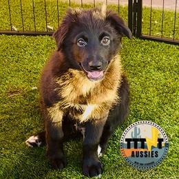 Dark Magic - Black & white male Australian Shepherd puppy in Tucson, Arizona from TTTNT Aussies