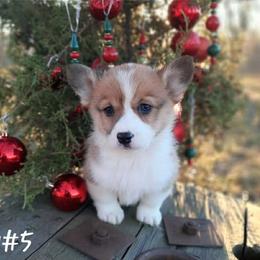 Boy 5 - Sable male Pembroke Welsh Corgi puppy in Nixa, Missouri from Pistol Creek Puppies