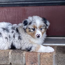 Australian Shepherd, Miniature Australian Shepherd, and Toy Australian Shepherd Puppies from Hunt Farms Mini Aussies