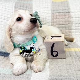 Daisy AKC - Chocolate and tan female Dachshund puppy in South Easton, Massachusetts from Depot Dachsies
