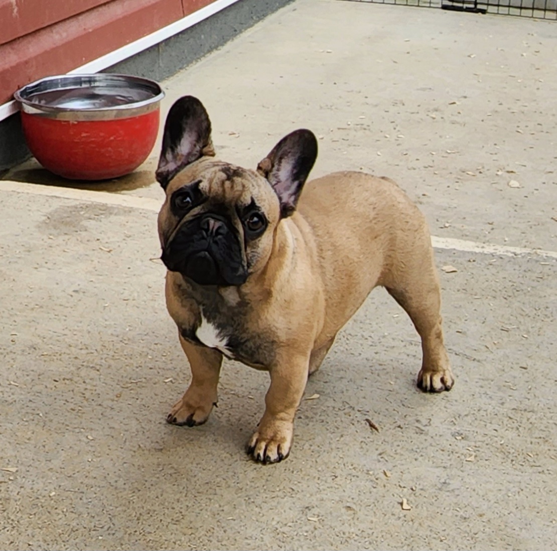 Ethel - French Bulldog