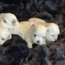 Opal - White female Maltese puppy in Bennettsville, South Carolina from Cottonwood Maltese