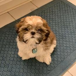 Shih Tzu Puppies from Little Miracles Shih Tzu