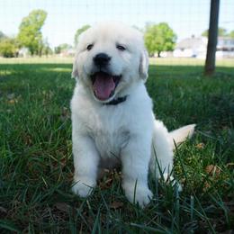 Green collar - Light golden male Golden Retriever puppy in Harrisburg, North Carolina from Bunn Ranch Goldens & Bernese