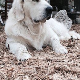 Golden Retriever All Grown Up from White Sand Golden Retrievers