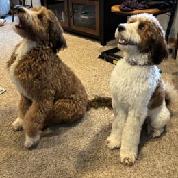 Bernedoodle and Goldendoodle Puppies from Pecks Oodle Doodles
