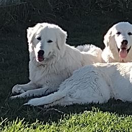 Maremma Sheepdog puppies from The Ewe Crew Homestead LLC