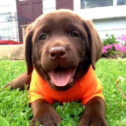 Labrador Retriever Puppies from Cove Labradors