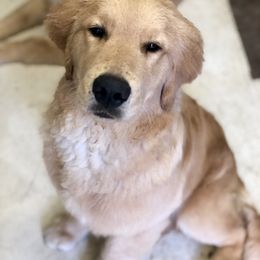 Golden Retriever Puppies from OPK GOLDENS