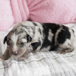 Blizzard - Blue merle female Australian Shepherd puppy in Kokomo, Indiana from North Central Aussies
