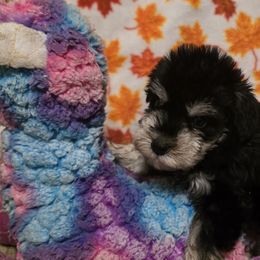 Miniature Schnauzers from BERNADETTE TOWNS