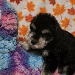Miniature Schnauzers from BERNADETTE TOWNS