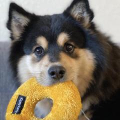 Finnish Lapphunds from Northern Lights Finnish Lapphunds