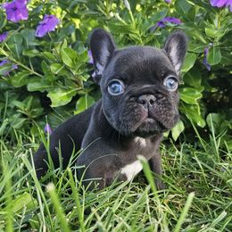 Loki (boy) - French Bulldog puppy from Let's keep it frenchie!