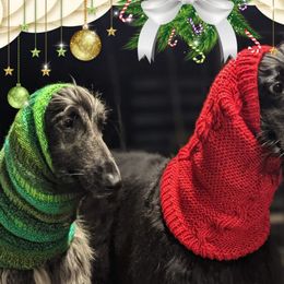 Afghan Hound All Grown Up from Maringal Sams n Ghans