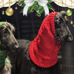 Afghan Hound All Grown Up from Maringal Sams n Ghans