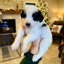 Holly - Black and white female Bernedoodle puppy in Yuba City, California from Ranch House Doodles