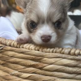 Chihuahua and Miniature Schnauzer Puppies from Tuck’s Farmstead