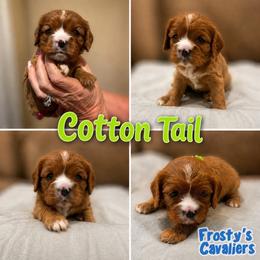 Cottontail - Ruby female Cavalier King Charles Spaniel puppy in London, Arkansas from Frosty’s Cavaliers