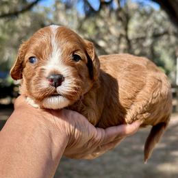 Queso - Red male Cavapoo puppy in Palm Beach County, Florida from Benji’s Cockapoos