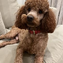 Copper - Poodle