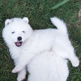 Samoyed Puppies from Galaxy Samoyeds