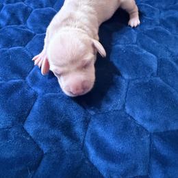 4200 Fate Kininchin - Cream female Dachshund puppy in Bremen, Georgia from Jones Royal Kennels / Jones Miniature Dachshunds