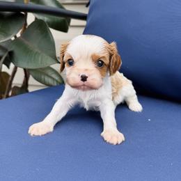 Cavalier King Charles Spaniel Puppies from Haven Farms Cavaliers