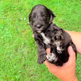 Ferrari - Black male Goldendoodle puppy in Brookville, Pennsylvania from Woodland Mountain Doodles