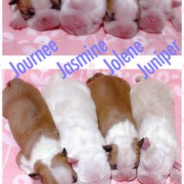 Juniper - Fawn female Boston Terrier puppy in Brazos Point, Texas from TX Southern Belle Boston Terriers