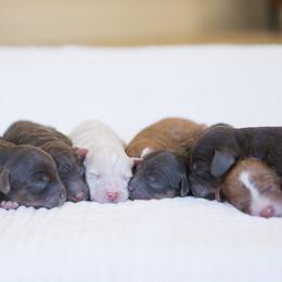 Cavapoo puppies from Little Paws by Harper