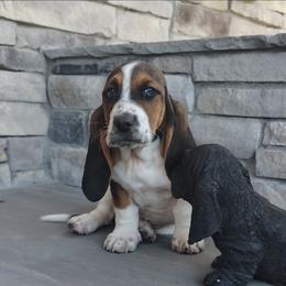 Harris - Black brown and white male Basset Hound puppy in Newton Grove, North Carolina from MGA Basset Hound