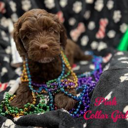 Alby - Chocolate female Australian Labradoodle puppy in Rhode Island from Highland Beach Labradoodles