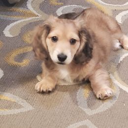 Dachshund puppies from Brewer’s Mini Doxies