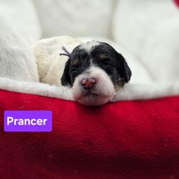 Prancer- Purple Collar - Black and white female Bernedoodle puppy in Summerville, South Carolina from Channys Doodles