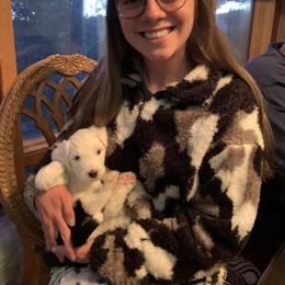 Sheepadoodle Puppies from Narrow Path Puppies