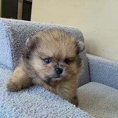Cyclops - Cream sable male Pomeranian puppy in Santa Ana, California from Legacy Pomeranian of Orange County