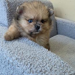Cyclops - Cream sable male Pomeranian puppy in Santa Ana, California from Legacy Pomeranian of Orange County