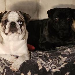 Pugs from Monsterpugs