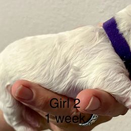 Bichon Frise Puppies from Sissy’s Heavenly Paws