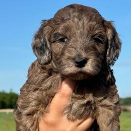 April - Merle female Goldendoodle puppy in Afton, Oklahoma from C5 Doodles